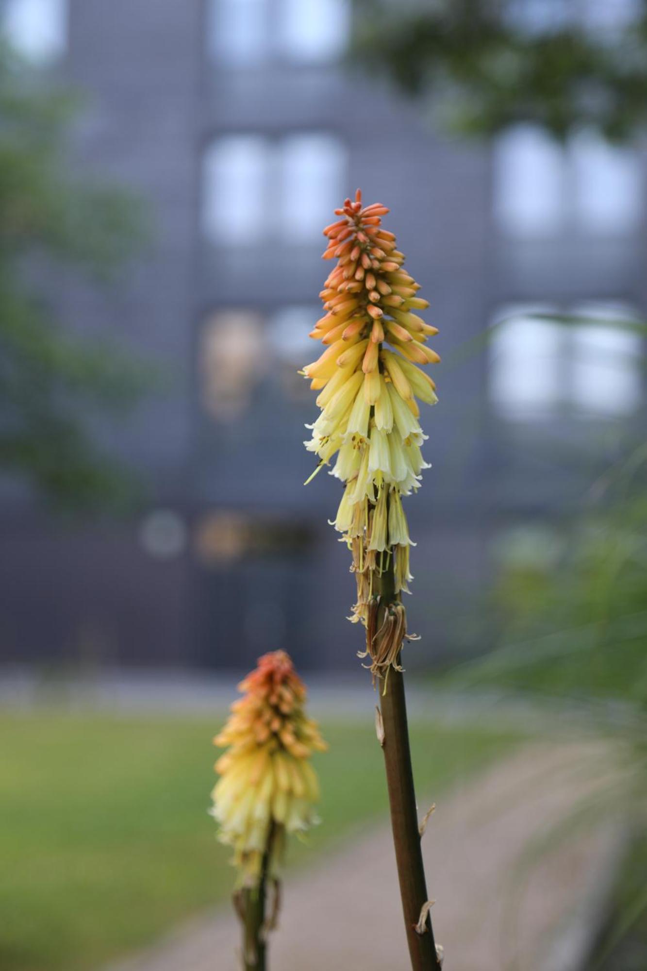 Goldcrest Village Apartments University Of Galway Buitenkant foto