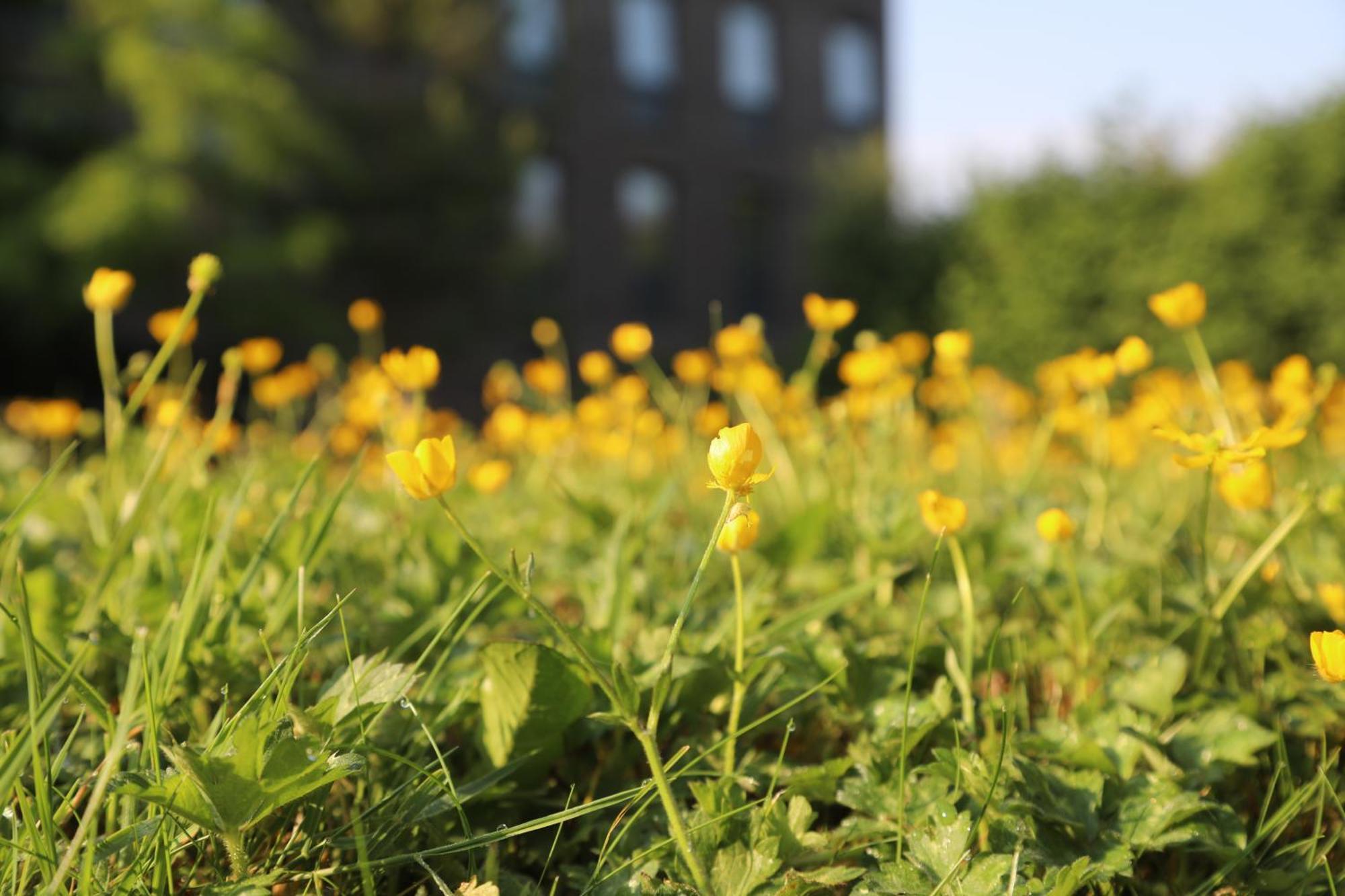 Goldcrest Village Apartments University Of Galway Buitenkant foto